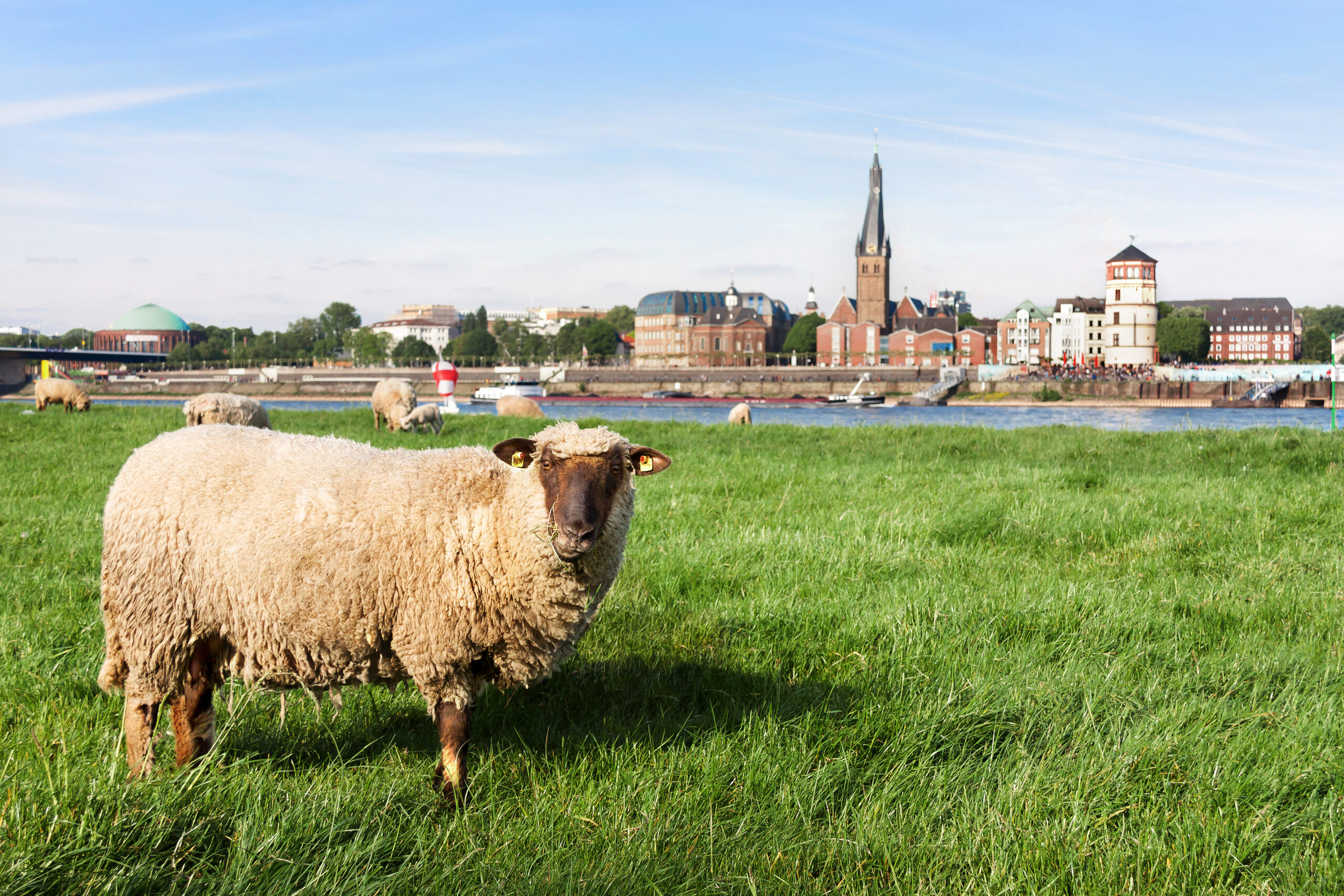 Die zehn grünsten Plätze in Düsseldorf