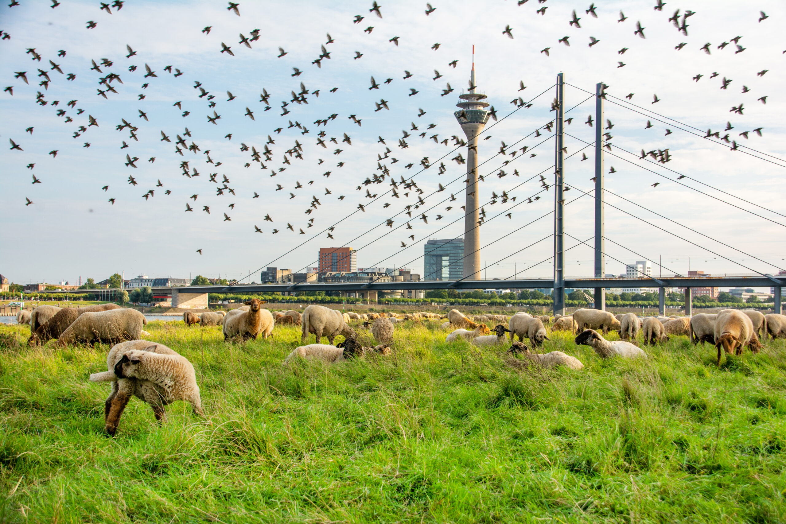 Sechs Wildlife-Erlebnisse in Düsseldorf