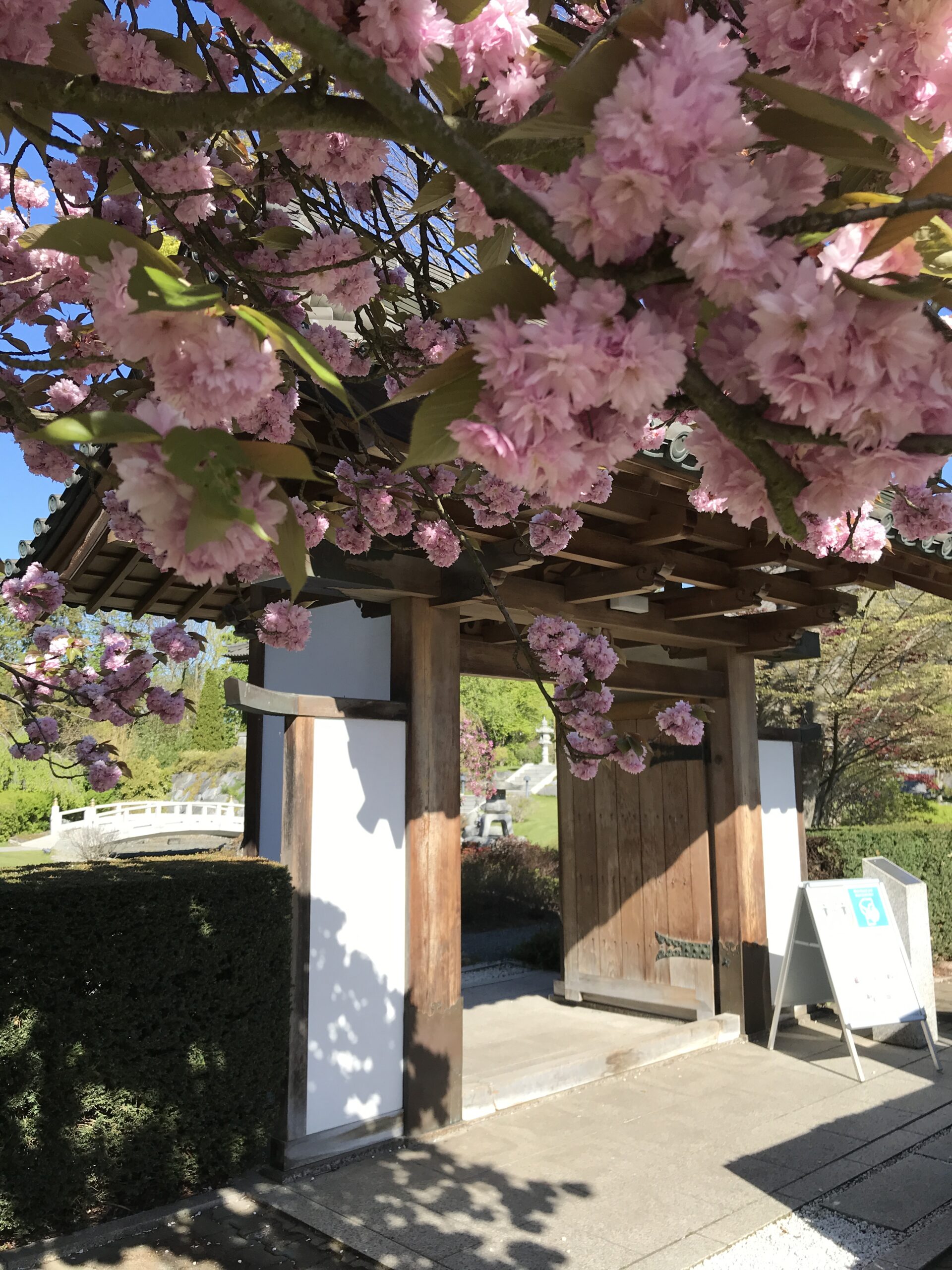Sechs Orte, an denen ihr in Kirschblüten schwelgen könnt