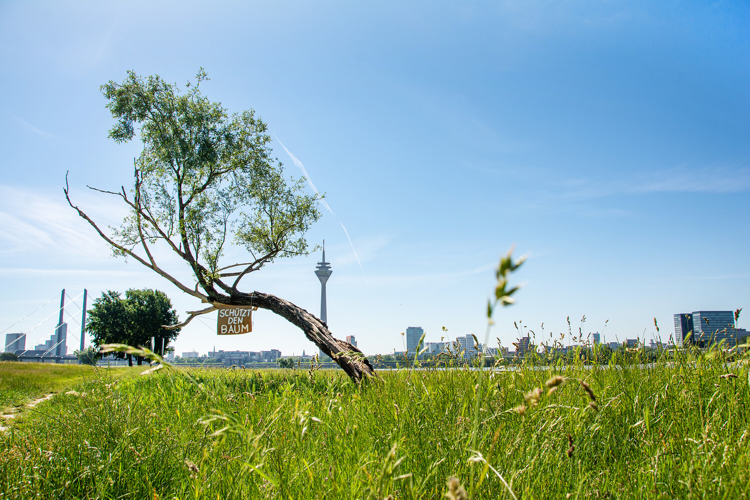 Man sieht im Vordergrund einen Wiese und im Hintergrund die Skyline von Düsseldorf.
