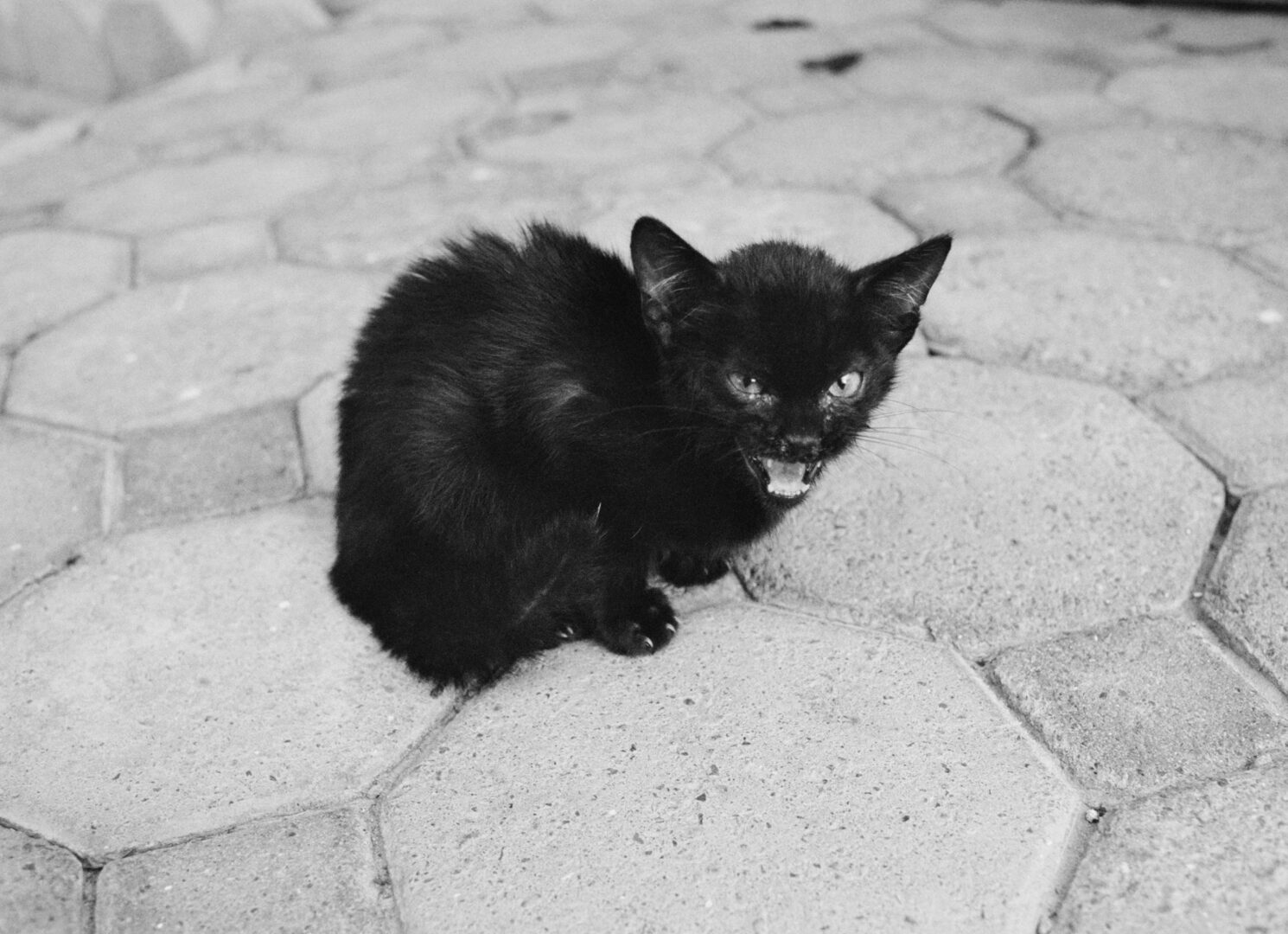 Man sieht eine schwarze, sich sträubende Katze. Schwarz-Weiß Fotografie