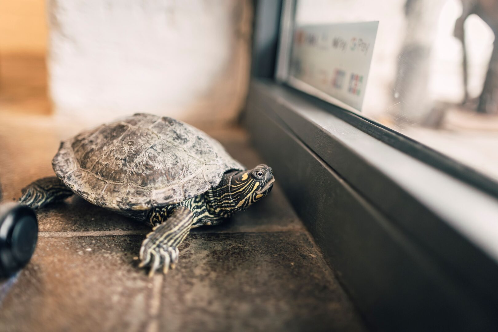 Im Atelier von Suzusan läuft eine Schildkröte frei herum. 