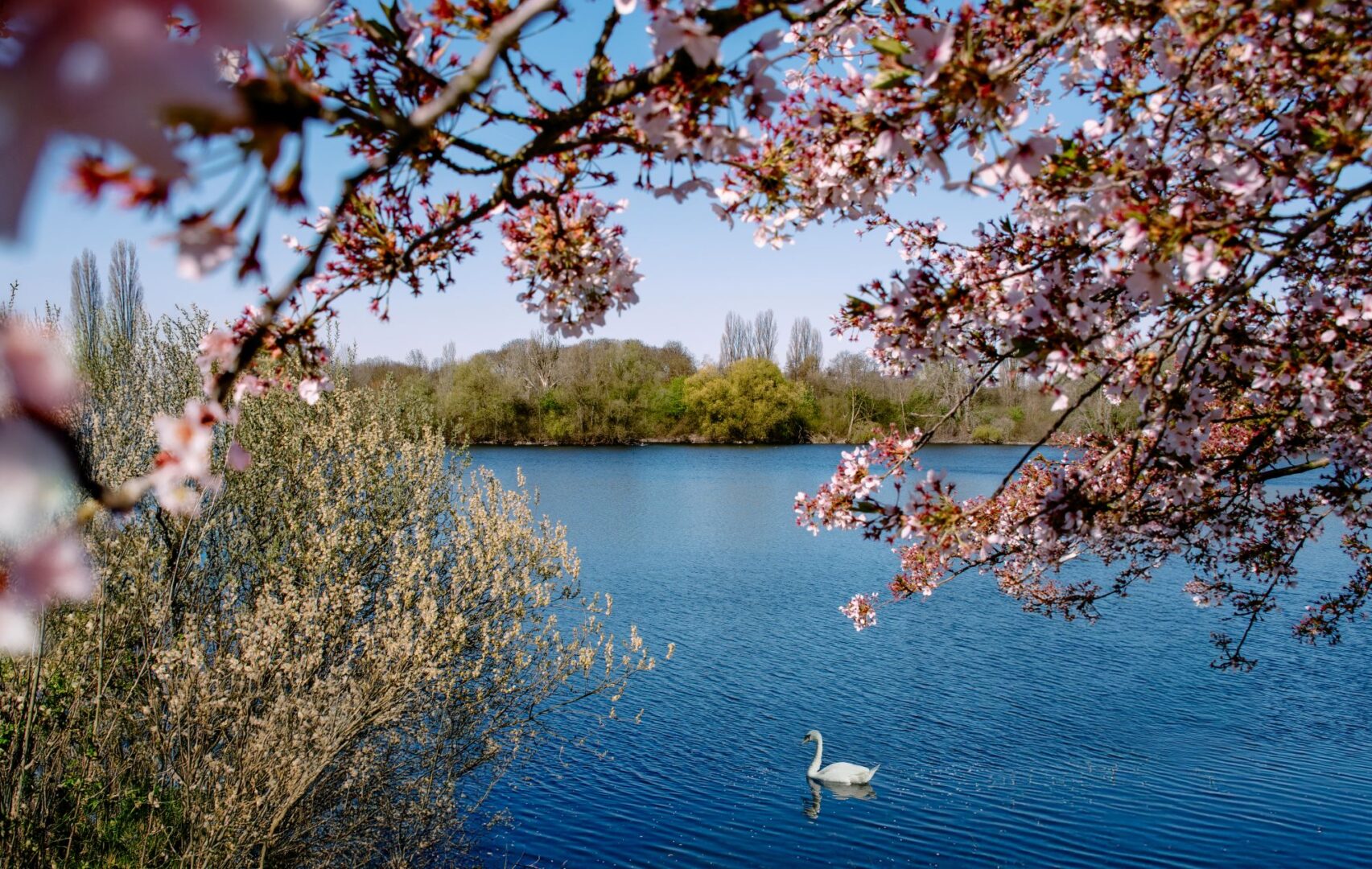 Man sieht einen Schwan auf einem kleinen See, im Vordergrund oben ragt ein großer Zweig voller Kirschblüte rein.