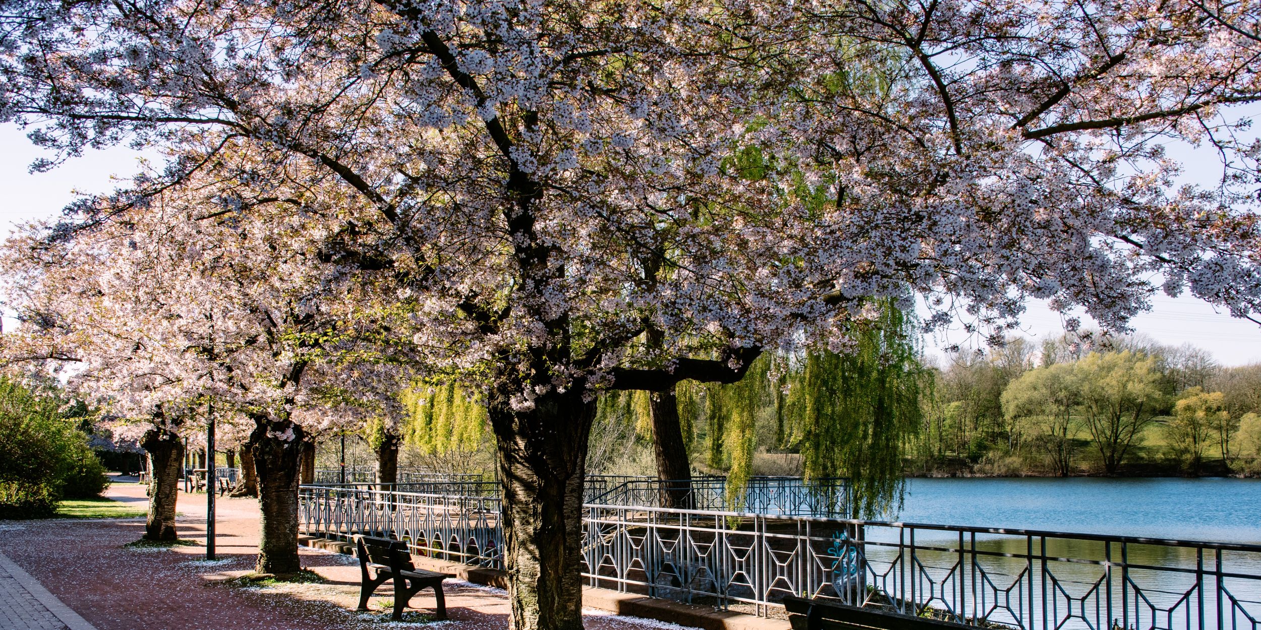 6 Spots für leuchtende Kirschblüte in Düsseldorf