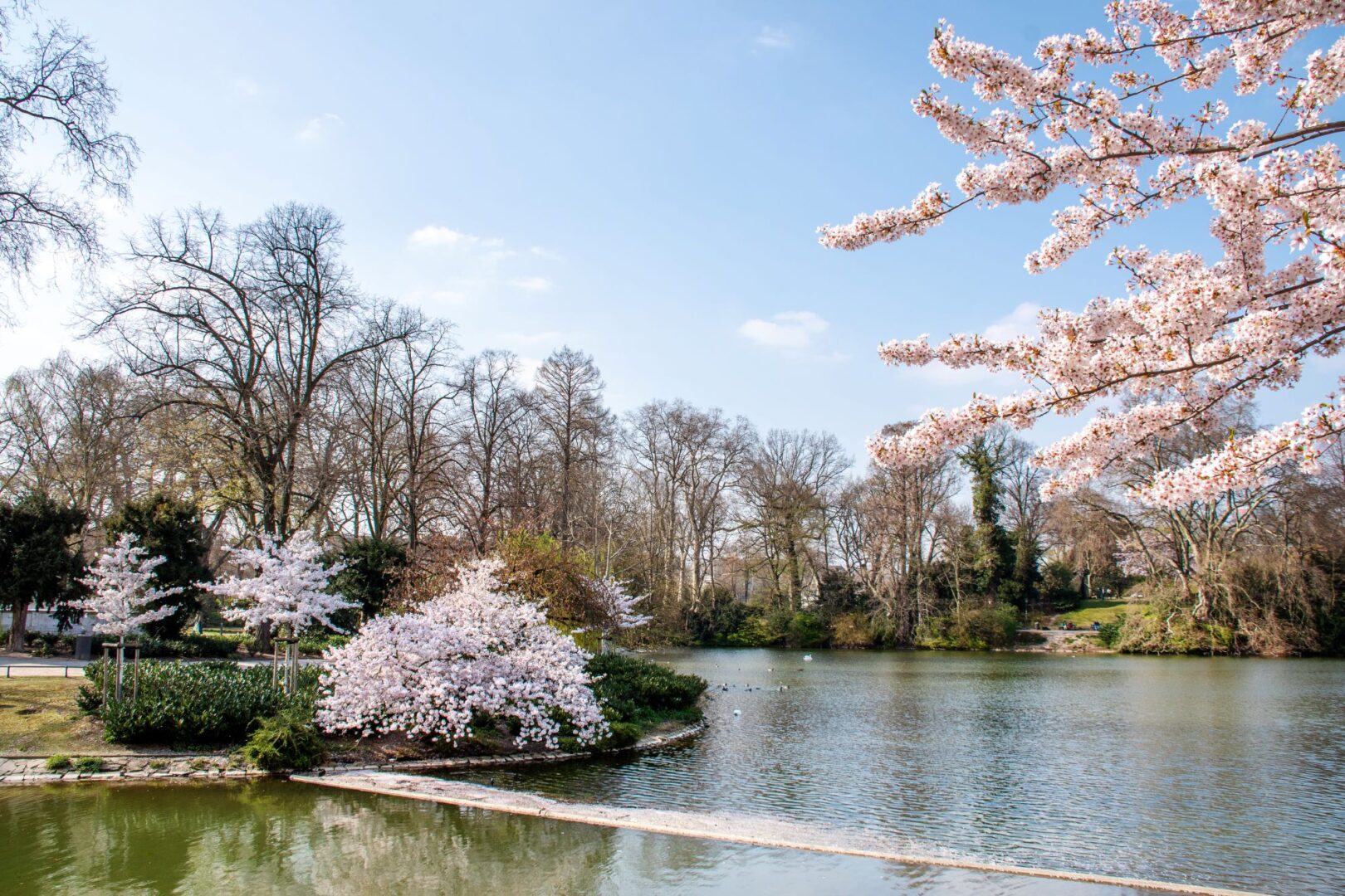 Der Hofgarten mit Teich und Bäumen in Kirschblüte.